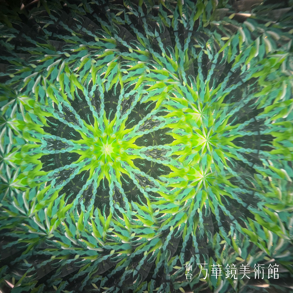 蝶紋様（Cho monyo）